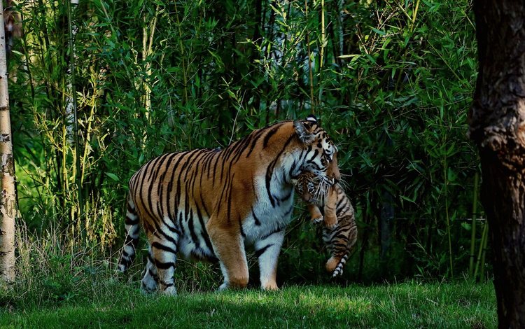 хищник, большая кошка, тигренок, джунгли, тигрица, тигры, predator, big cat, tiger, jungle, tigress, tigers