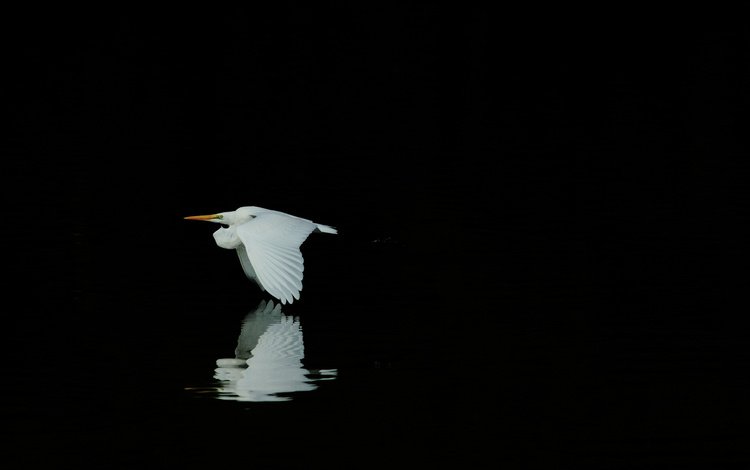 отражение, полет, крылья, птица, черный фон, белая, цапля, reflection, flight, wings, bird, black background, white, heron