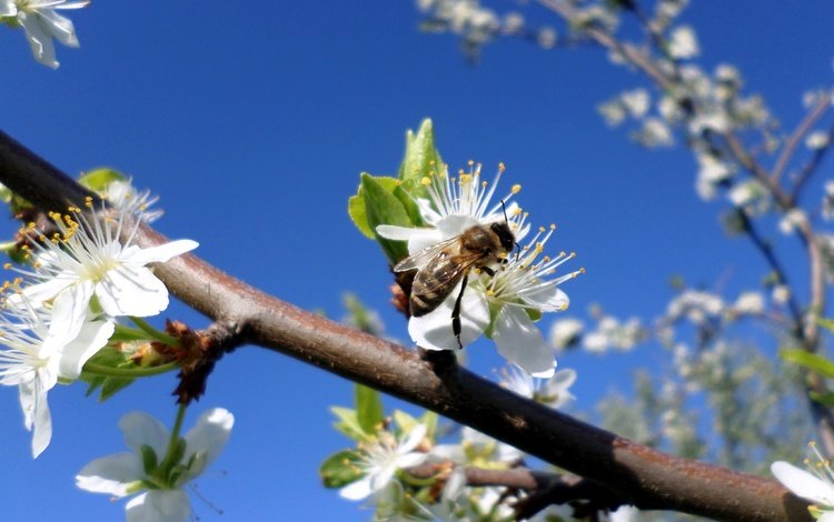 небо, ветка, цветение, насекомое, весна, пчела, слива, the sky, branch, flowering, insect, spring, bee, drain