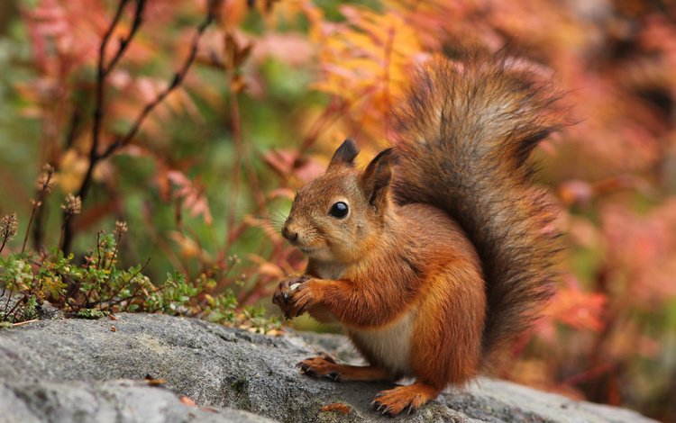 природа, осень, ушки, белка, хвост, белочка, nature, autumn, ears, protein, tail, squirrel