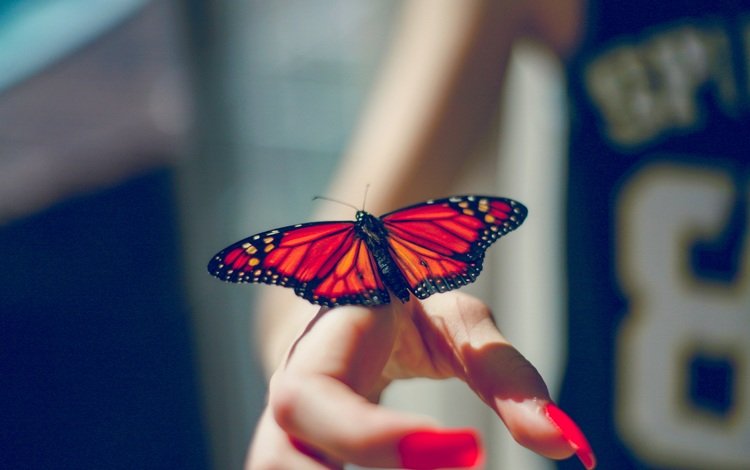 рука, насекомое, бабочка, крылья, пальцы, маникюр, hand, insect, butterfly, wings, fingers, manicure