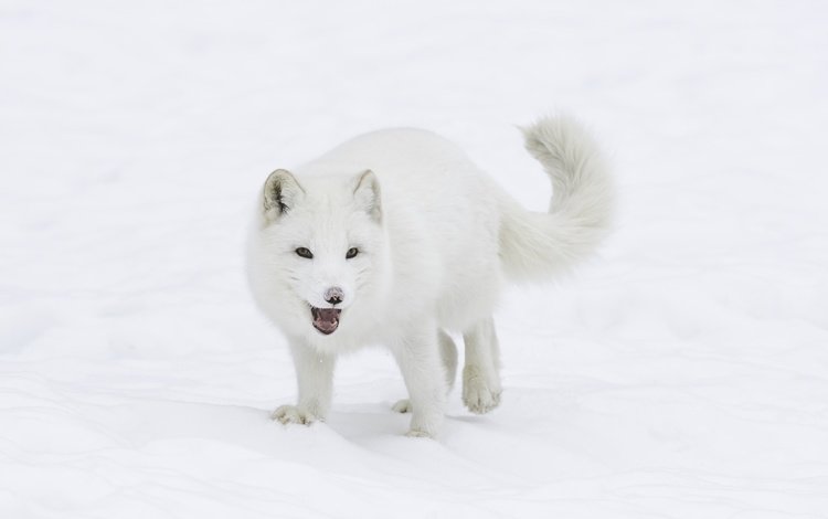 снег, зима, мордочка, взгляд, лисица, хвост, мех, песец, арктическая лиса, arctic fox, snow, winter, muzzle, look, fox, tail, fur