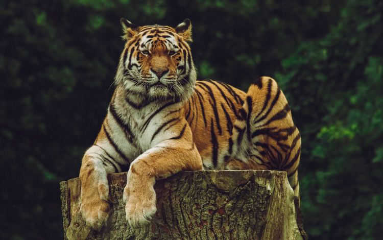тигр, морда, взгляд, хищник, большая кошка, дикая кошка, амурский тигр, tiger, face, look, predator, big cat, wild cat, the amur tiger