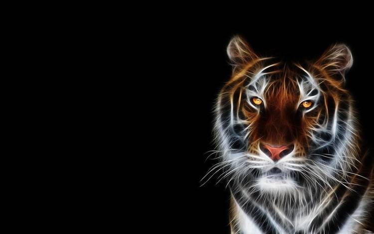 тигр, морда, фон, черный, tiger, face, background, black