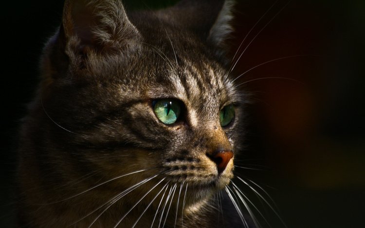 фон, кот, мордочка, усы, кошка, взгляд, зеленые глаза, необычный окрас, background, cat, muzzle, mustache, look, green eyes, unusual color