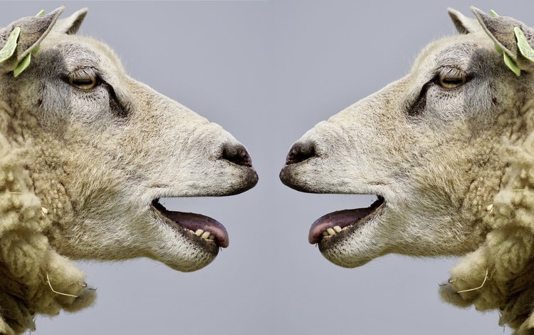 профиль, овцы, голова, бараны, profile, sheep, head