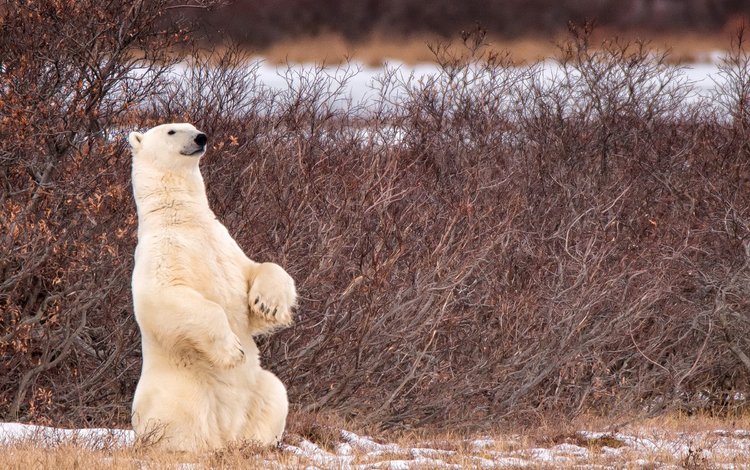 снег, природа, лапы, полярный медведь, медведь, белый медведь, snow, nature, paws, polar bear, bear