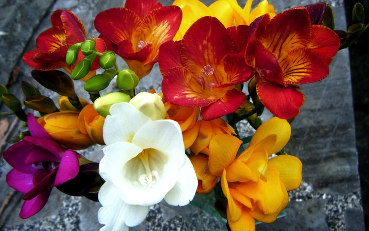 цветы, лепестки, разноцветные, букет, фрезии, крупным планом, фрезия, flowers, petals, colorful, bouquet, freesia, closeup