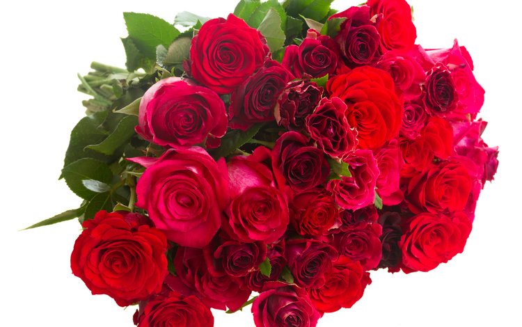 цветы, бутоны, розы, лепестки, красные, букет, белый фон, flowers, buds, roses, petals, red, bouquet, white background
