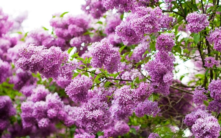 цветы, дерево, цветение, ветки, весна, сирень, flowers, tree, flowering, branches, spring, lilac