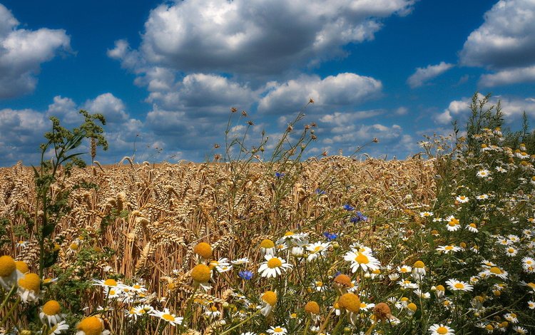 небо, цветы, облака, поле, лето, пшеница, ромашки, васильки, the sky, flowers, clouds, field, summer, wheat, chamomile, cornflowers