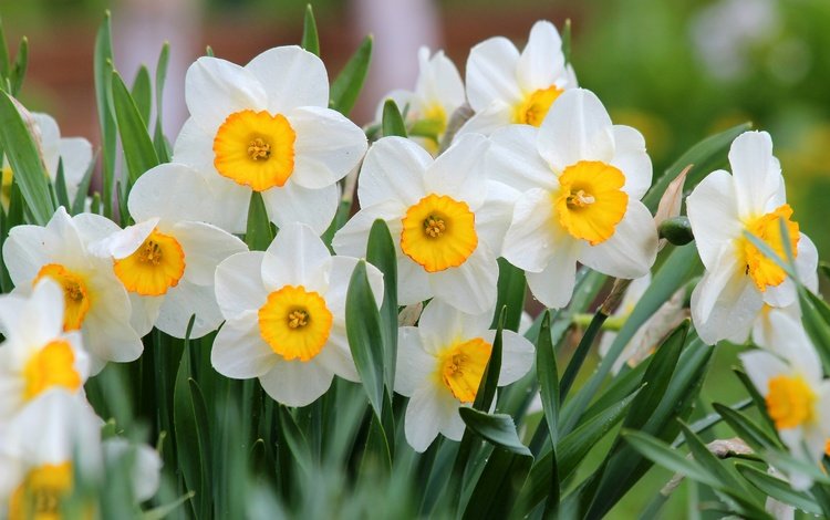 цветы, природа, цветение, весна, нарциссы, flowers, nature, flowering, spring, daffodils