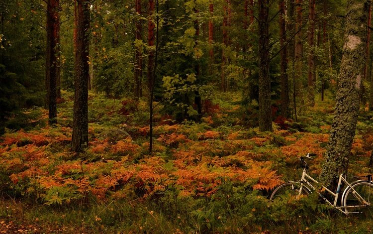 деревья, лес, осень, папоротник, велосипед, финляндия, ханко, trees, forest, autumn, fern, bike, finland, hanko