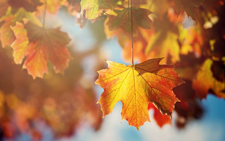дерево, листья, ветки, осень, клен, tree, leaves, branches, autumn, maple