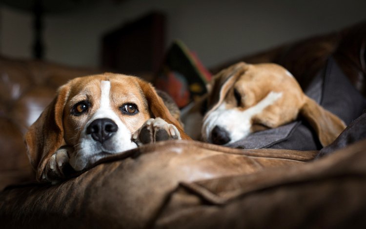 мордочка, взгляд, сон, диван, лежат, собаки, бигль, muzzle, look, sleep, sofa, lie, dogs, beagle