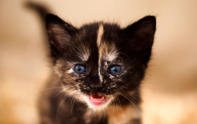 фон, кот, мордочка, усы, кошка, взгляд, котенок, малыш, background, cat, muzzle, mustache, look, kitty, baby