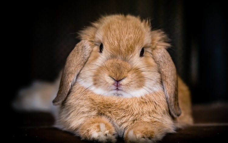 фон, мордочка, взгляд, кролик, background, muzzle, look, rabbit