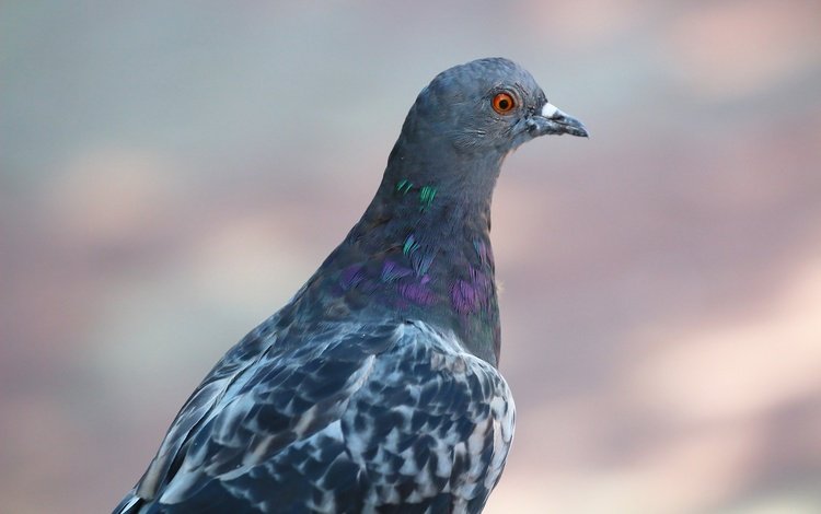 фон, взгляд, птица, клюв, перья, голубь, background, look, bird, beak, feathers, dove