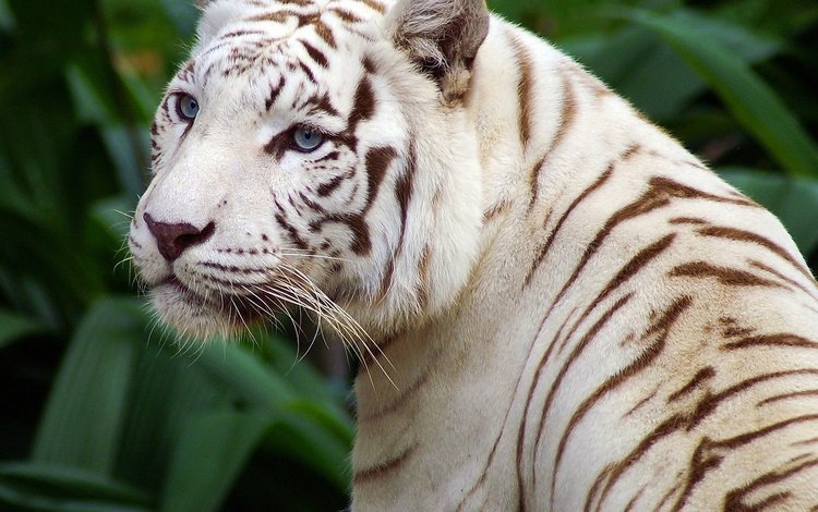 тигр, глаза, морда, усы, взгляд, хищник, дикая кошка, белый тигр, tiger, eyes, face, mustache, look, predator, wild cat, white tiger