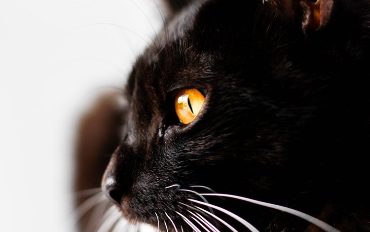 глаза, фон, кот, мордочка, усы, кошка, взгляд, профиль, eyes, background, cat, muzzle, mustache, look, profile