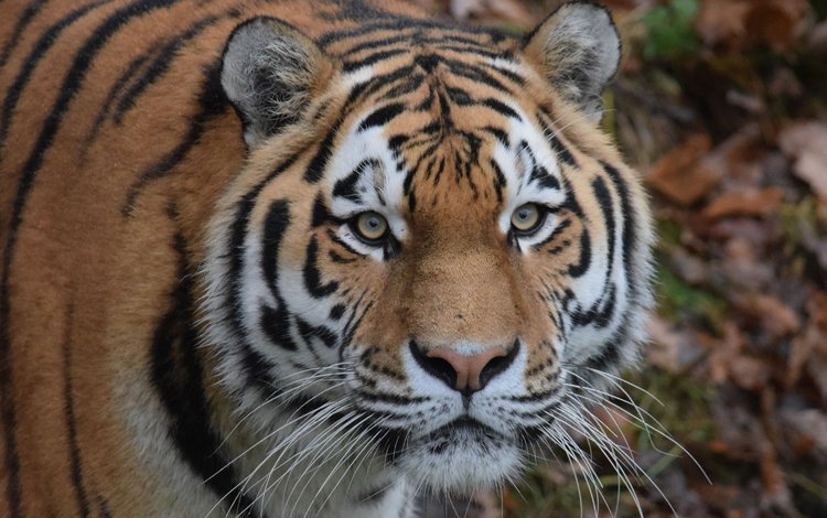тигр, глаза, морда, усы, взгляд, хищник, дикая кошка, амурский тигр, tiger, eyes, face, mustache, look, predator, wild cat, the amur tiger