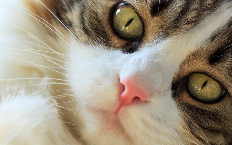 глаза, кот, мордочка, усы, кошка, взгляд, норвежская лесная кошка, eyes, cat, muzzle, mustache, look, norwegian forest cat