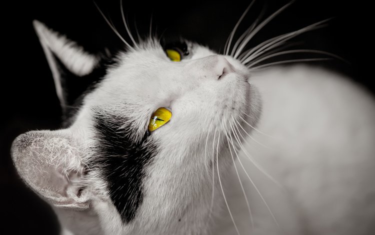 кот, мордочка, усы, кошка, взгляд, черный фон, желтые глаза, cat, muzzle, mustache, look, black background, yellow eyes