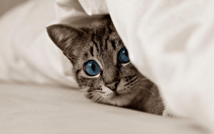 кот, мордочка, усы, кошка, взгляд, котенок, голубые глаза, cat, muzzle, mustache, look, kitty, blue eyes