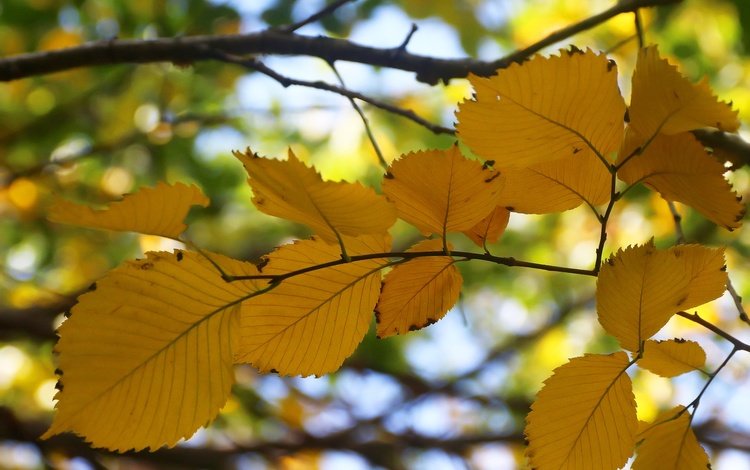 листья, фон, ветки, осень, боке, осенний лист, leaves, background, branches, autumn, bokeh