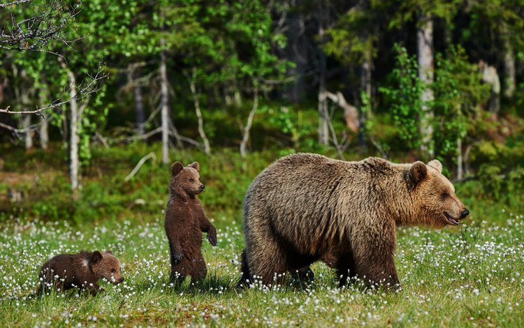 трава, природа, полевые цветы, медведи, медведица, медвежата, grass, nature, wildflowers, bears, bear