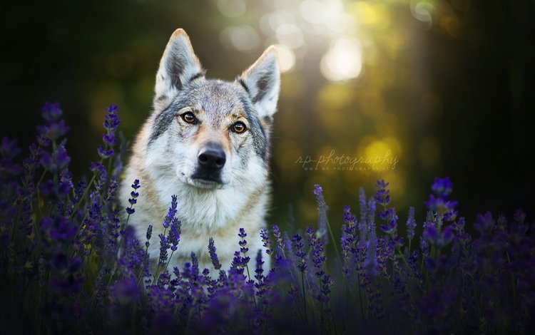 морда, цветы, лаванда, взгляд, собака, чехословацкая волчья собака, face, flowers, lavender, look, dog, the czechoslovakian wolfdog