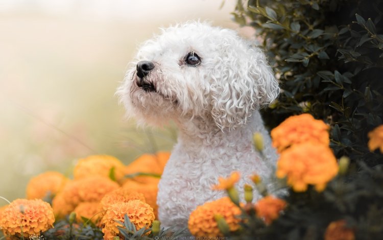 морда, цветы, взгляд, собака, пудель, бархатцы, болонка, audrey bellot, face, flowers, look, dog, poodle, marigolds, lapdog