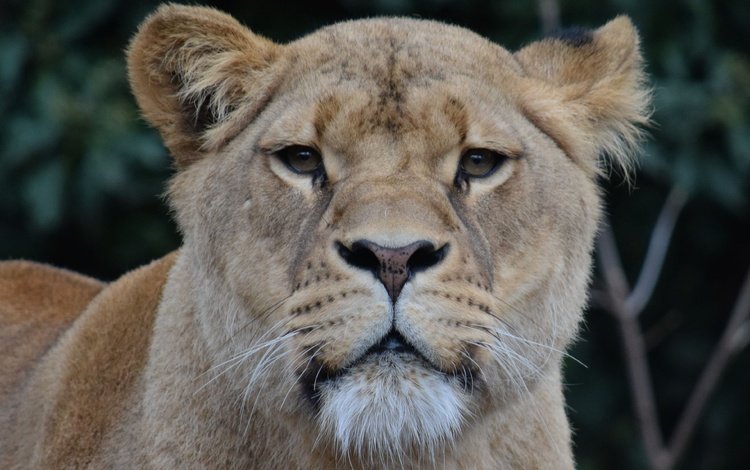 морда, взгляд, хищник, лев, львица, дикая кошка, face, look, predator, leo, lioness, wild cat