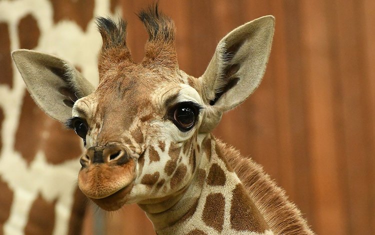 глаза, морда, взгляд, уши, жираф, eyes, face, look, ears, giraffe