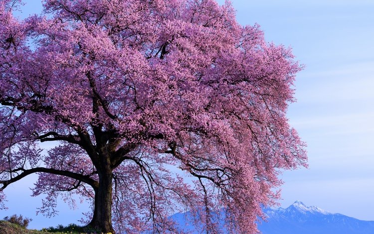 небо, горы, дерево, цветение, весна, солнечно, the sky, mountains, tree, flowering, spring, sunny