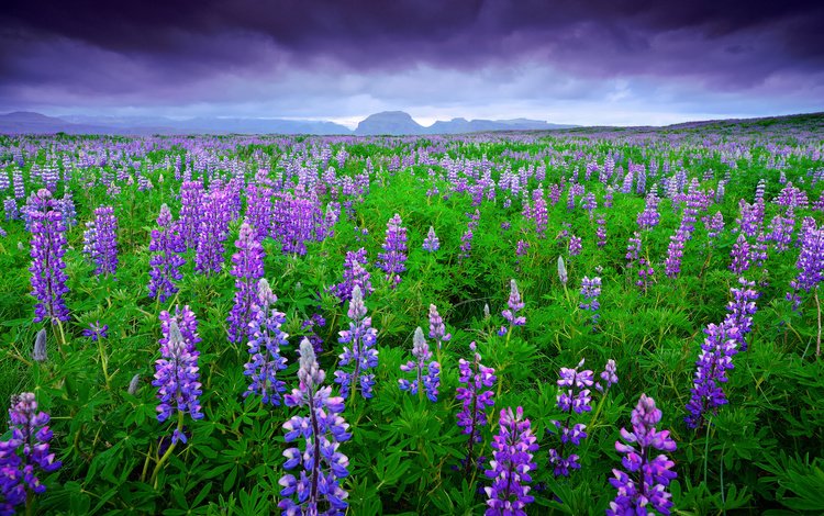 небо, цветы, горы, тучи, поле, лето, исландия, люпины, the sky, flowers, mountains, clouds, field, summer, iceland, lupins