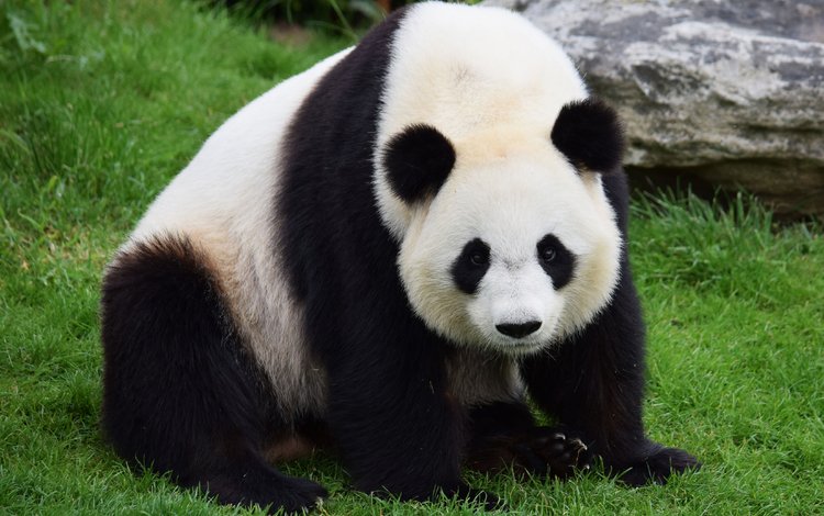морда, трава, взгляд, панда, бамбуковый медведь, большая панда, face, grass, look, panda, bamboo bear, the giant panda
