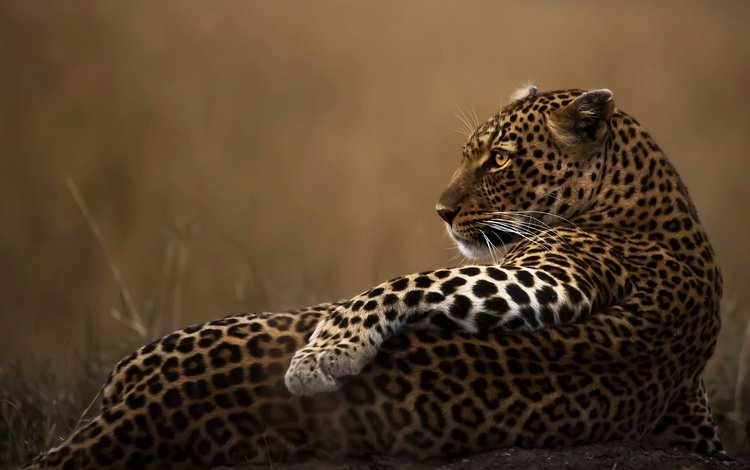 поза, взгляд, леопард, хищник, профиль, животное, лапа, дикая кошка, pose, look, leopard, predator, profile, animal, paw, wild cat