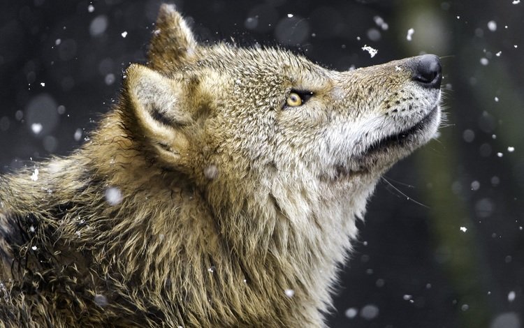 снег, хищник, профиль, волк, желтые глаза, snow, predator, profile, wolf, yellow eyes