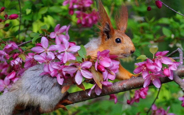 ветка, цветение, весна, белка, яблоня, белочка, branch, flowering, spring, protein, apple, squirrel