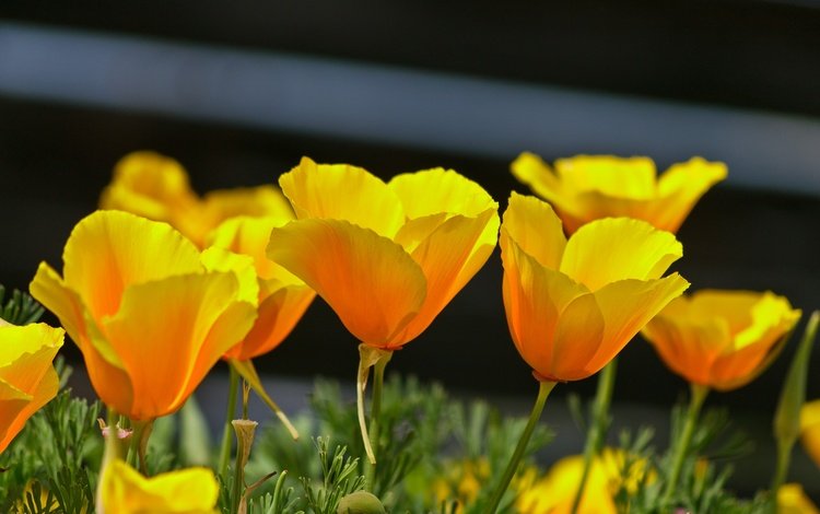 цветы, лепестки, весна, эшшольция, калифорнийский мак, flowers, petals, spring, escholzia, california poppy