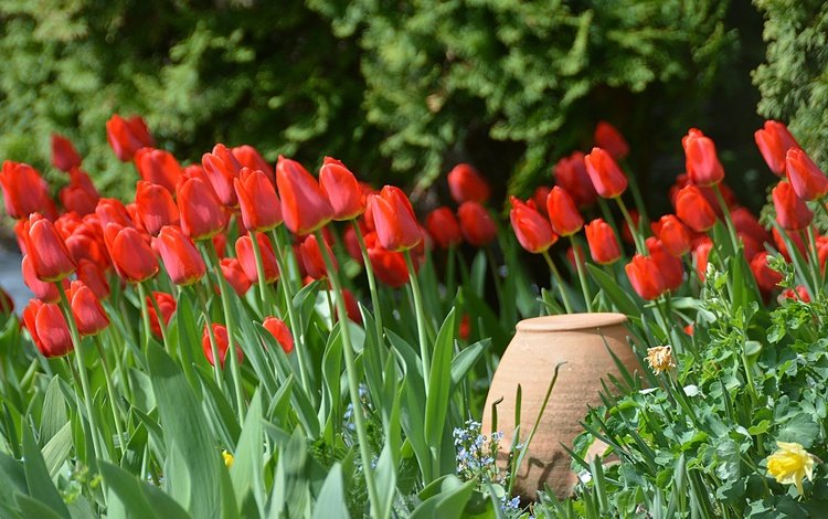 цветы, бутоны, лепестки, весна, тюльпаны, кувшин, весенние, flowers, buds, petals, spring, tulips, pitcher