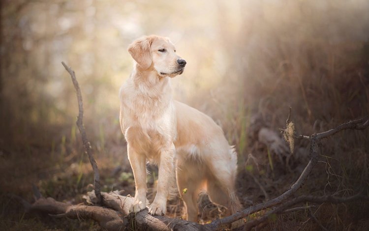 мордочка, ветки, взгляд, собака, боке, золотистый ретривер, голден ретривер, muzzle, branches, look, dog, bokeh, golden retriever