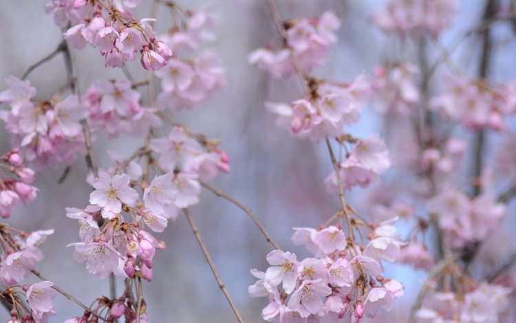 цветение, ветки, весна, сакура, боке, flowering, branches, spring, sakura, bokeh