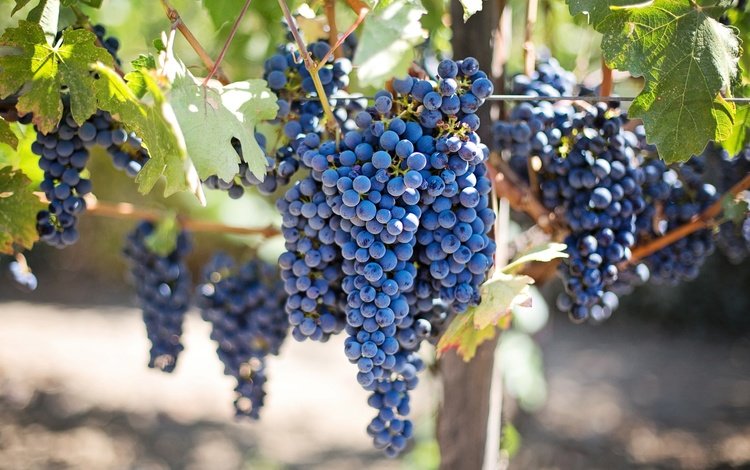 листья, виноград, ягода, виноградник, грозди, виноградная гроздь, leaves, grapes, berry, vineyard, bunches, a bunch of grapes