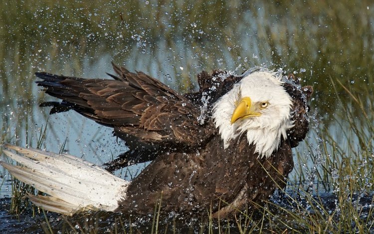 вода, капли, орел, хищник, птица, клюв, перья, белоголовый орлан, water, drops, eagle, predator, bird, beak, feathers, bald eagle