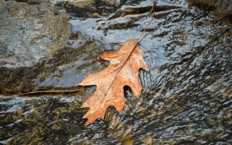 вода, природа, осень, поток, лист, листик, осенний лист, water, nature, autumn, stream, sheet, leaf