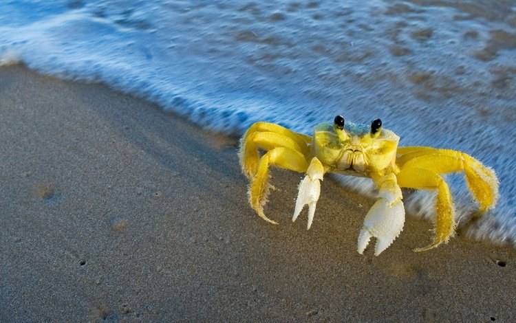 вода, природа, берег, краб, клешни, краб на пляже, атлантический краб-призрак, water, nature, shore, crab, claws, crab on the beach, atlantic crab-ghost