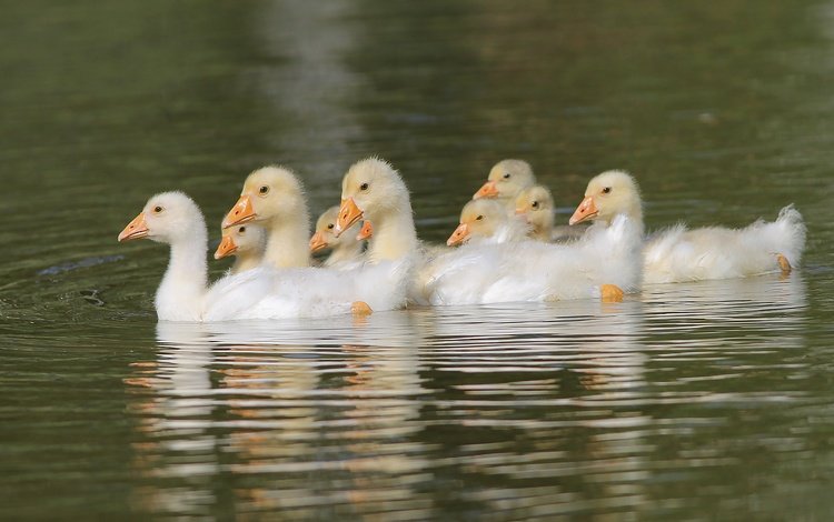 вода, птицы, пруд, птенцы, гуси, плывут, гусята, water, birds, pond, chicks, geese, float, the goslings