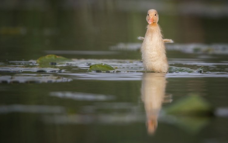 вода, птенец, отражение, птица, малыш, утка, утенок, water, chick, reflection, bird, baby, duck